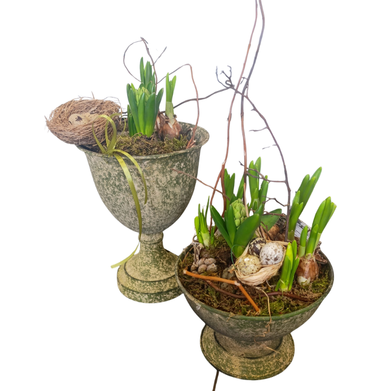 Świąteczne krokusy w kielichu